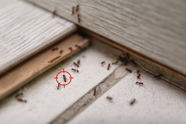 Best Cockroach Control Services  in Dover, FL