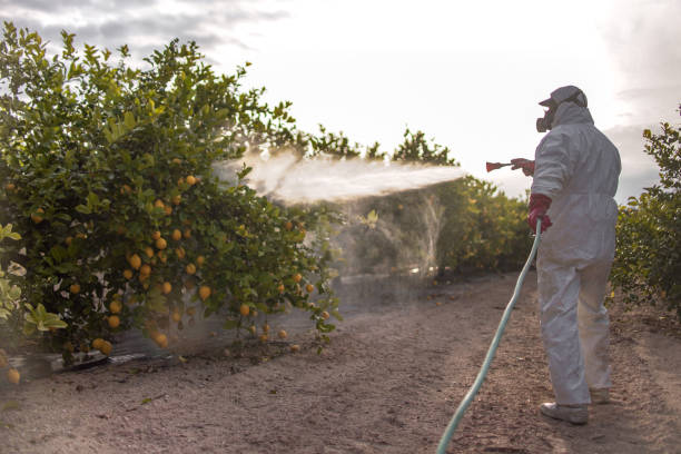 Reliable Dover, FL Pest Control Solutions