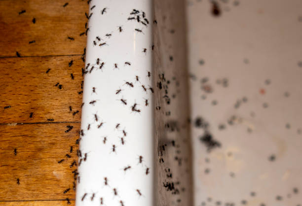 Flea Control Services in Dover, FL